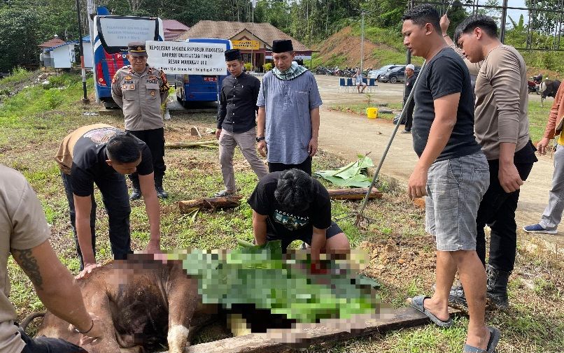 Rayakan Iduladha 1446 Hijriah, Polres Mahulu Sembelih 3 Ekor Sapi 