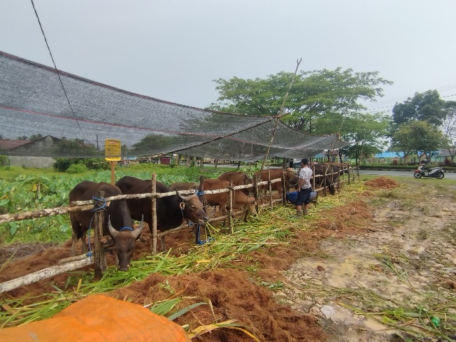 DTPHP Berau Genjot Produktivitas Peternakan Lewat Mini Ranch dan Pengawasan HPT