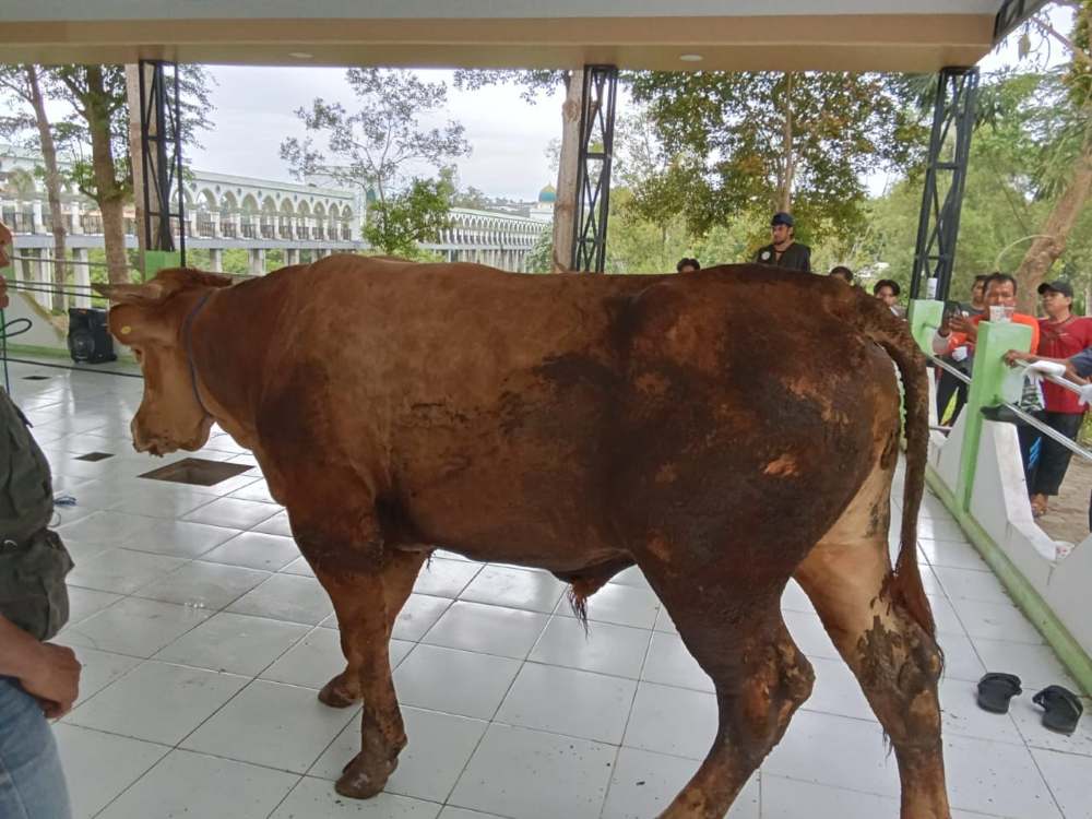 Rembo, Sapi Kurban Presiden Prabowo Disembelih di Kutai Timur