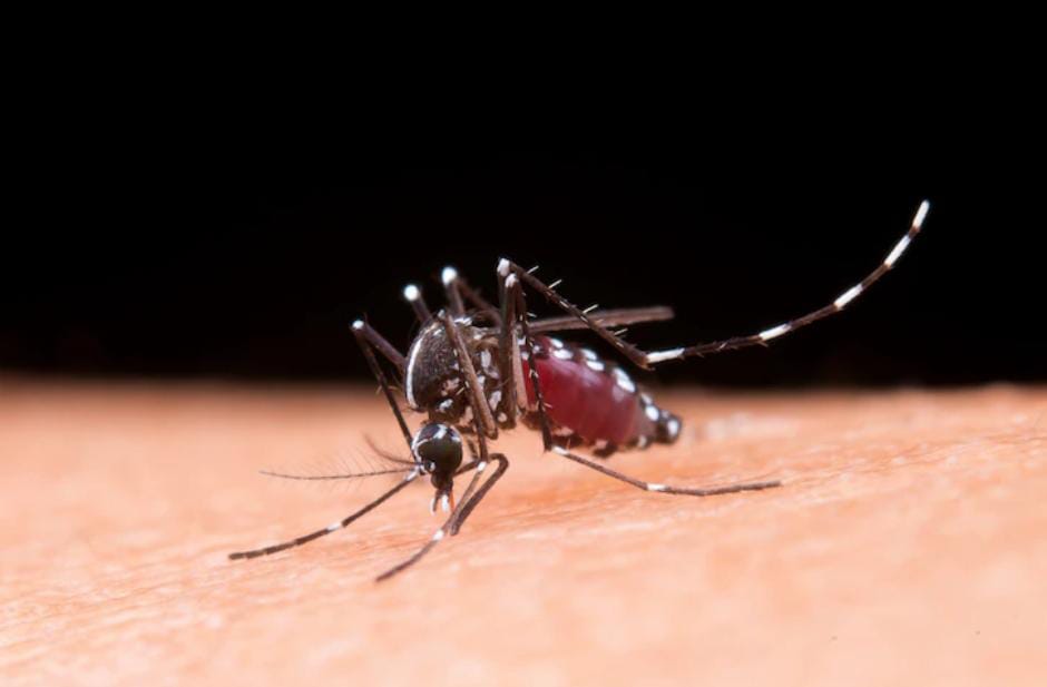 Kasus DBD di Paser Naik, Dinkes Pastikan Proses Penanggulangan Berjalan 