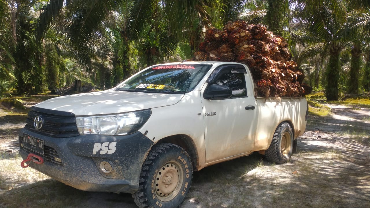 Produksi Kelapa Sawit di Berau Terus Meningkat Setiap Tahunnya