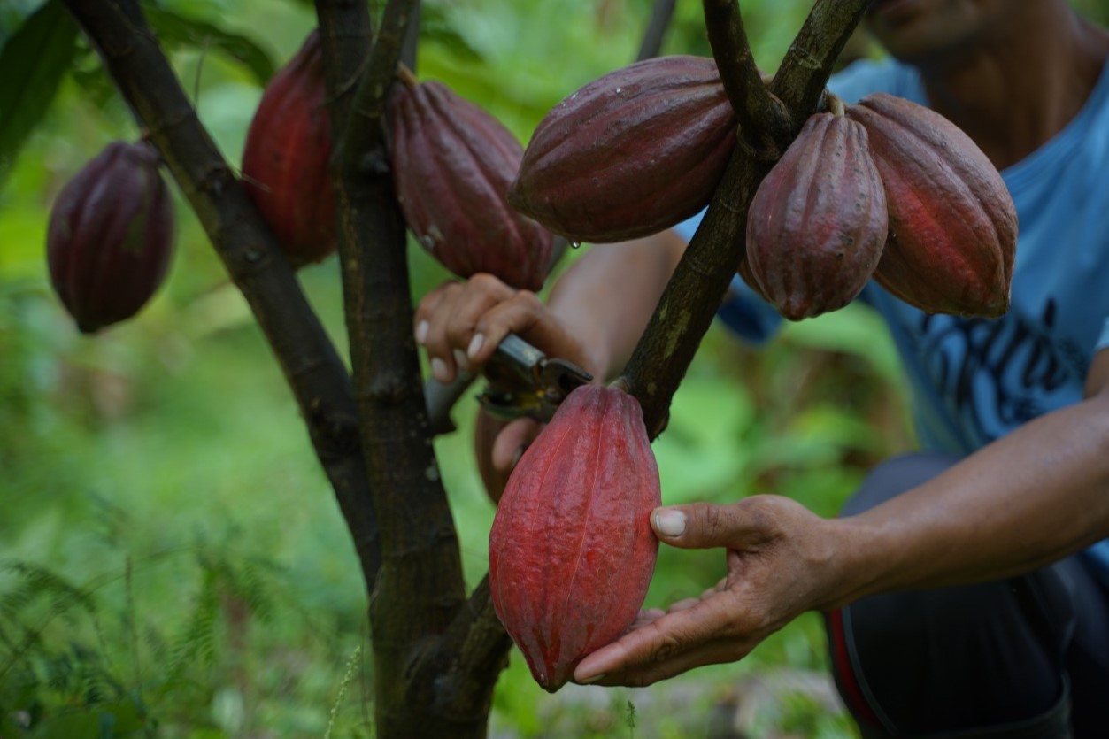 Harga Coklat Melambung, Sri Juniarsih Optimis Kakao Bakal Jadi Komoditas Andalan Berau