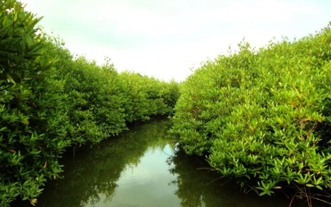 Pemerintah Desa Saliki Ingin Kelola Kawasan Mangrove Jadi Objek Wisata