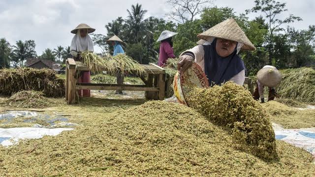 Hasil Panen Padi Susah untuk Didistribusikan