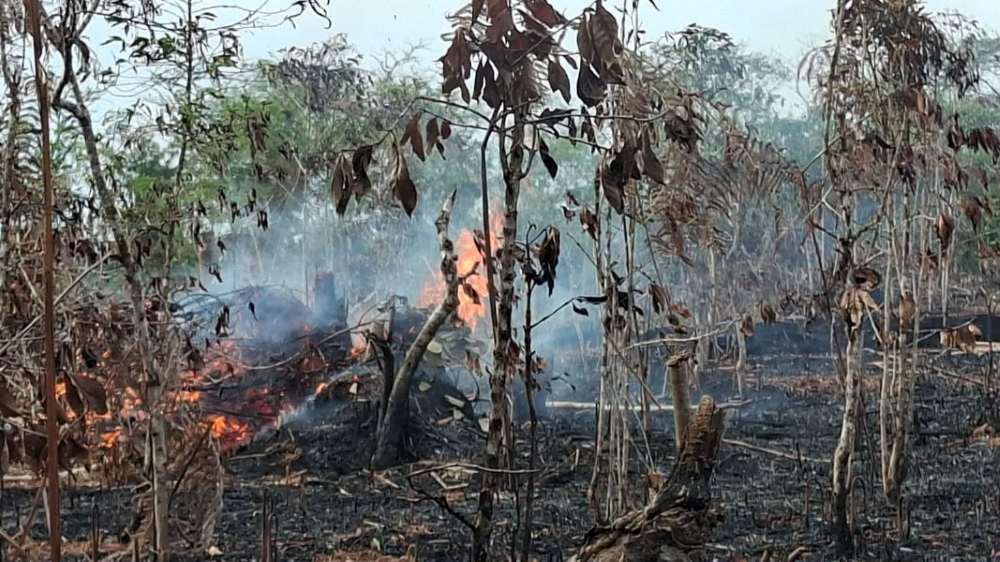 Ini 4 Daerah Paling Rawan Ancaman Karhutla Versi BPBD Kaltim 