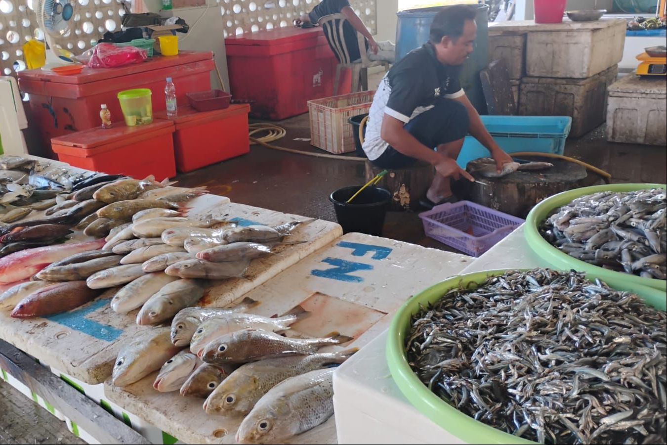 Penataan Pedagang Ikan di Tanjung Batu Mulai Terlihat, TPI Resmi Jadi Pusat Distribusi