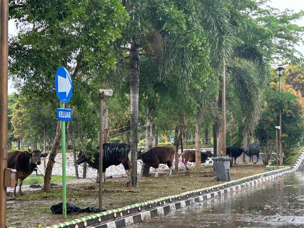 Jamaah Masjid Agung Al Faruq Sembelih 17 Sapi 