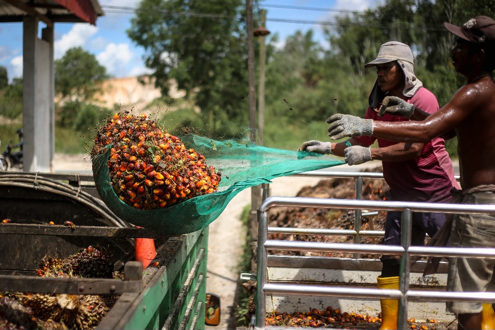 Tanggapi Isu Banjir, Pemprov Kaltim Pastikan 1,6 Juta Hektare Sawit Tidak Keluar dari RTRW