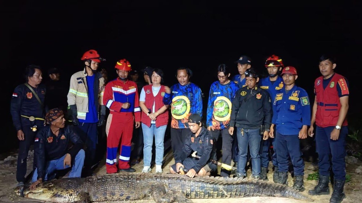 Buaya Penerkam Alfi di Kenyamukan Akhirnya Ditangkap, Prosesnya Menegangkan 