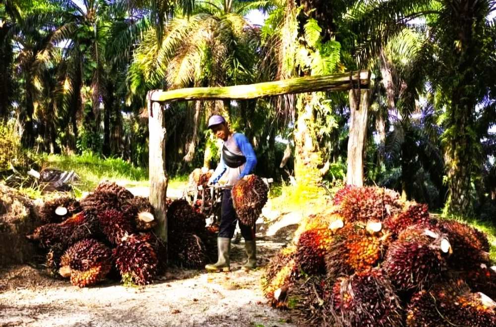 Harga TBS Sawit di Kaltim Turun pada Awal Mei 2025