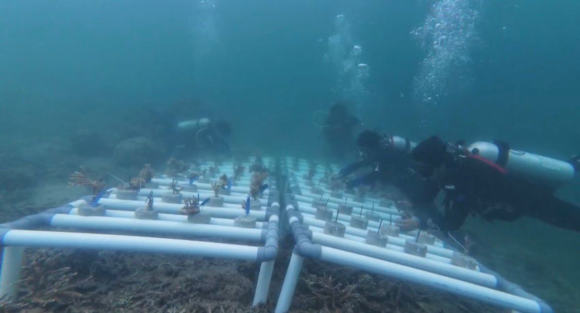 Selamatkan Ekosistem Bawah Laut, Pemuda di Kutim Ini Lakukan Transplantasi Terumbu Karang
