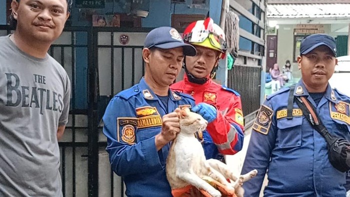 Kucing Oyen ‘Barbar’, Sering Cakar dan Gigit Warga Akhirnya Dievakuasi Damkar