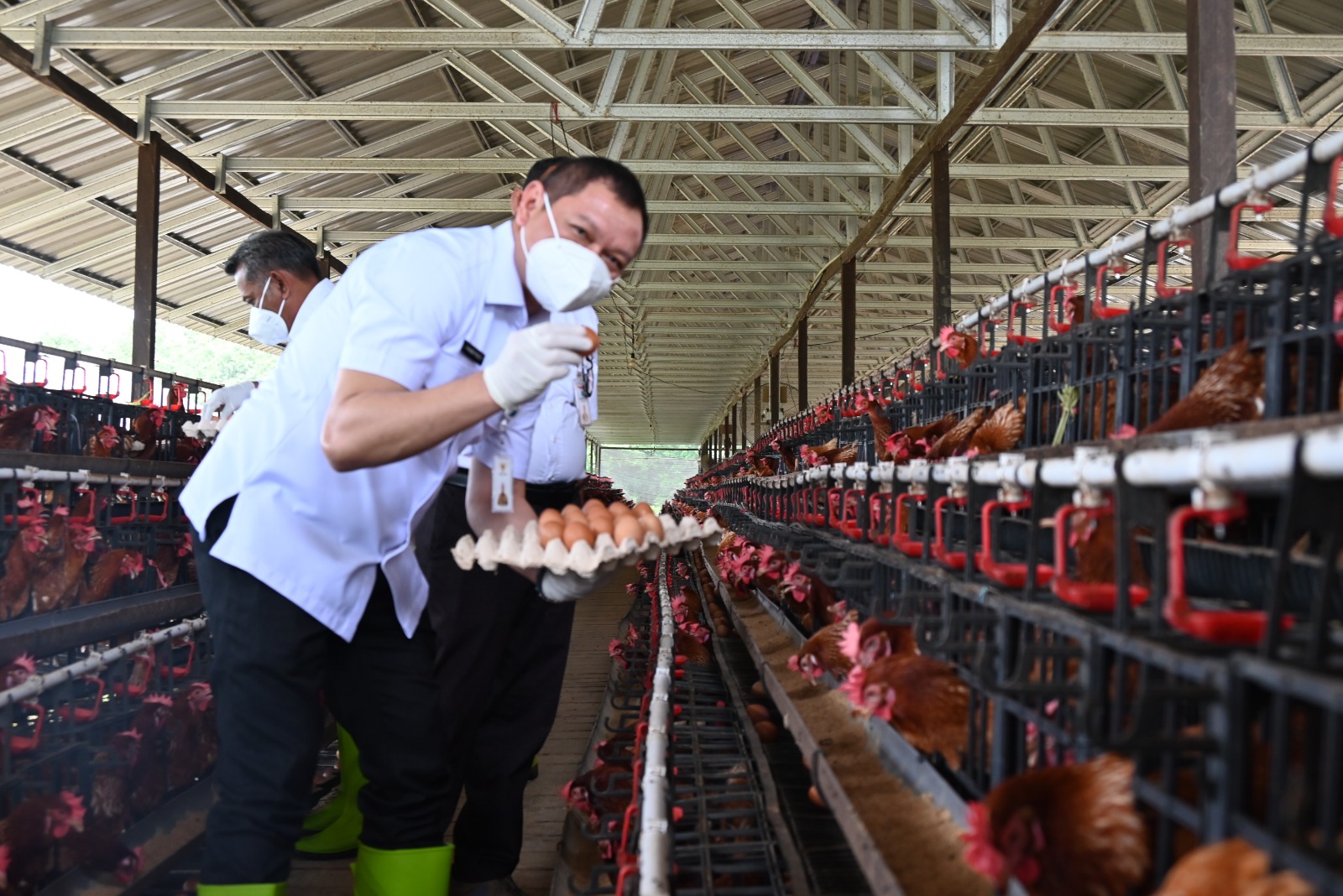 Bupati Paser Apresiasi Program Pengendalian Inflasi Disbunak Lewat Ternak Ayam Petelur 