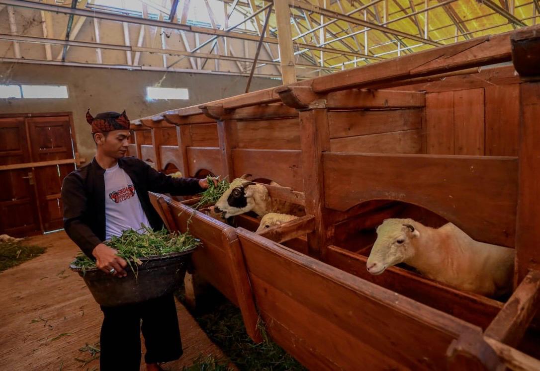 Idul Adha Kali Ini, Program BRI Peduli Bantu Peternak Domba di Desa BRILiaN Sukalaksana Garut