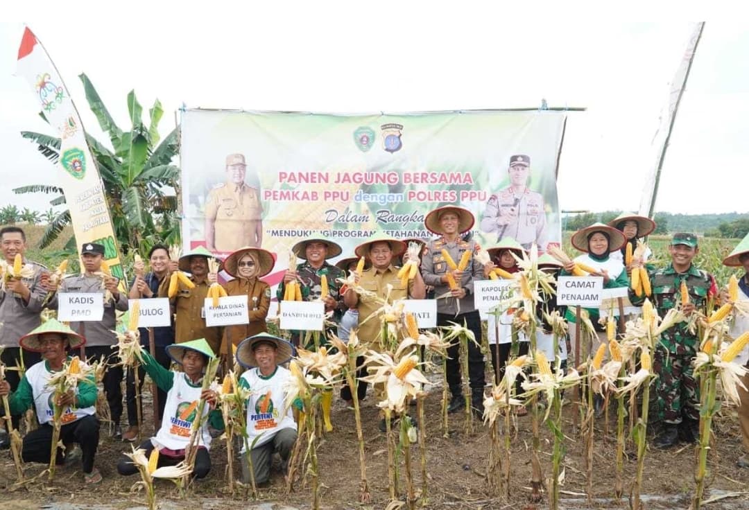 Panen Jagung dari Pengolahan Lahan Tidur di PPU Hasilkan 5 Ton Per Hektare