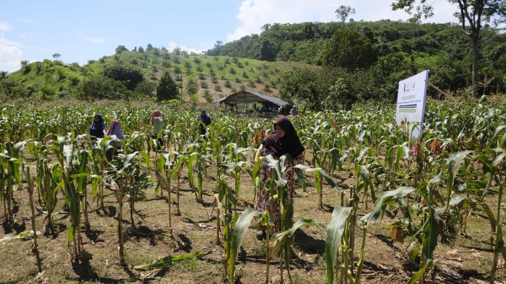 Produksi 131 Ton di 2025, Berau Tulang Punggung Pengadaan Jagung Ternak Regional