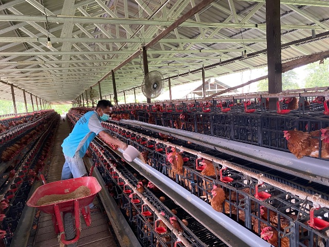 Disbunak Paser Jaga Stabilitas Pasokan Telur Ayam Lewat Ternak Mandiri
