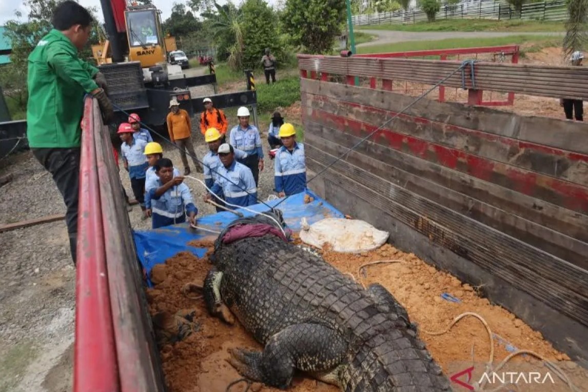 Buaya 'Riska' dan Buaya Lain Dipindahkan ke Tabang Zoo