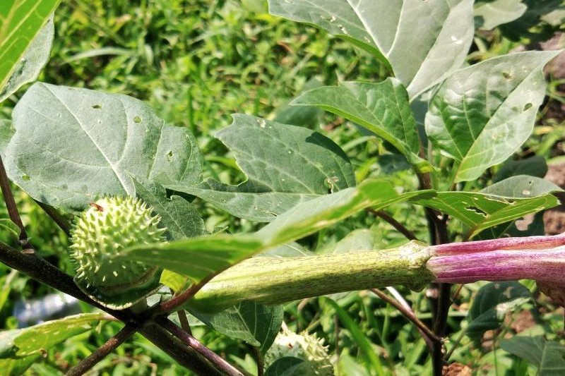 Heboh 2 Tewas Akibat Kecubung, Apa Kandungan Tanaman Berjuluk 'The Devil's Breath' ini? 