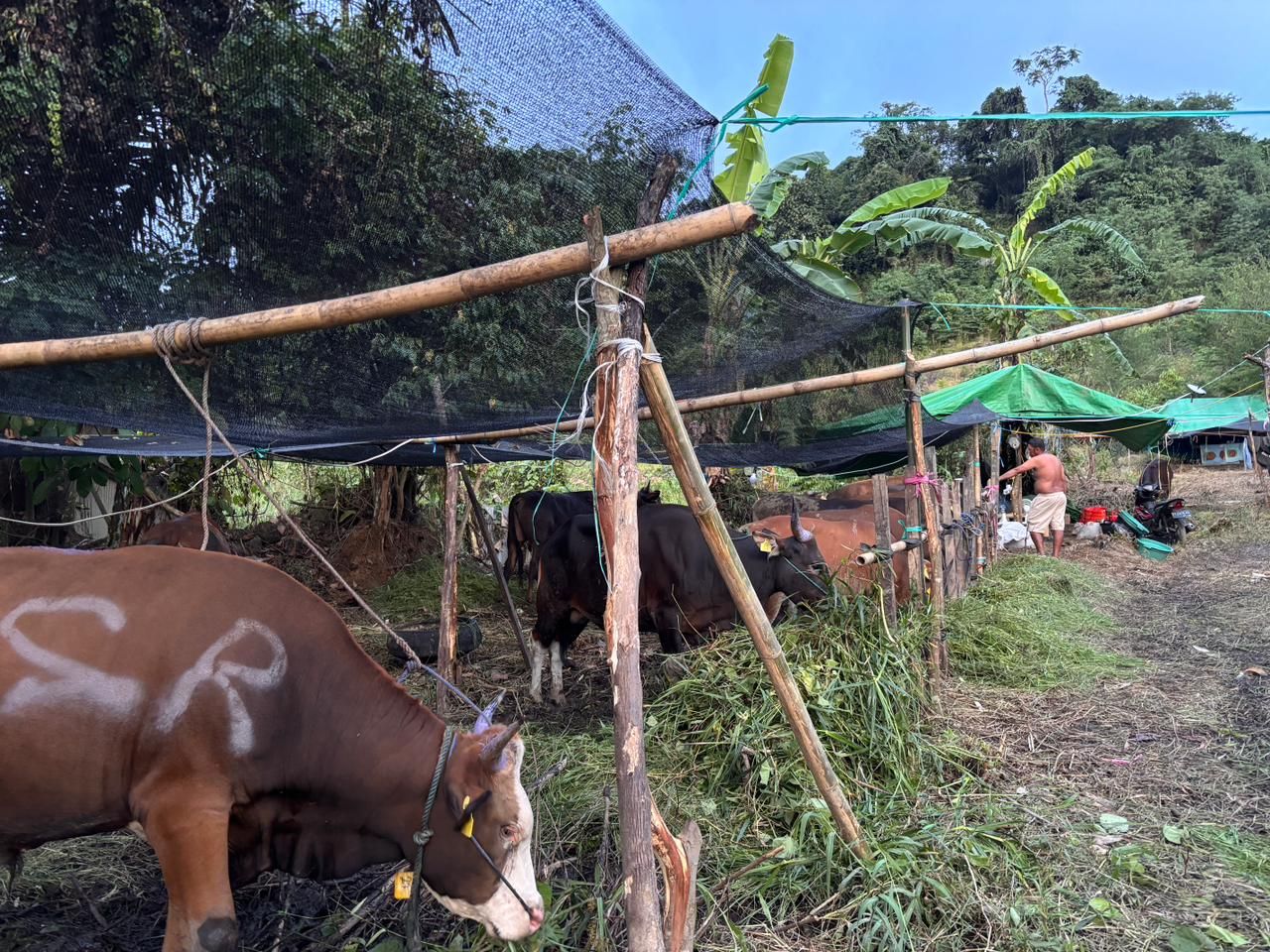 BBM Naik, Harga Jual Sapi di Samarinda Ikut Melonjak 