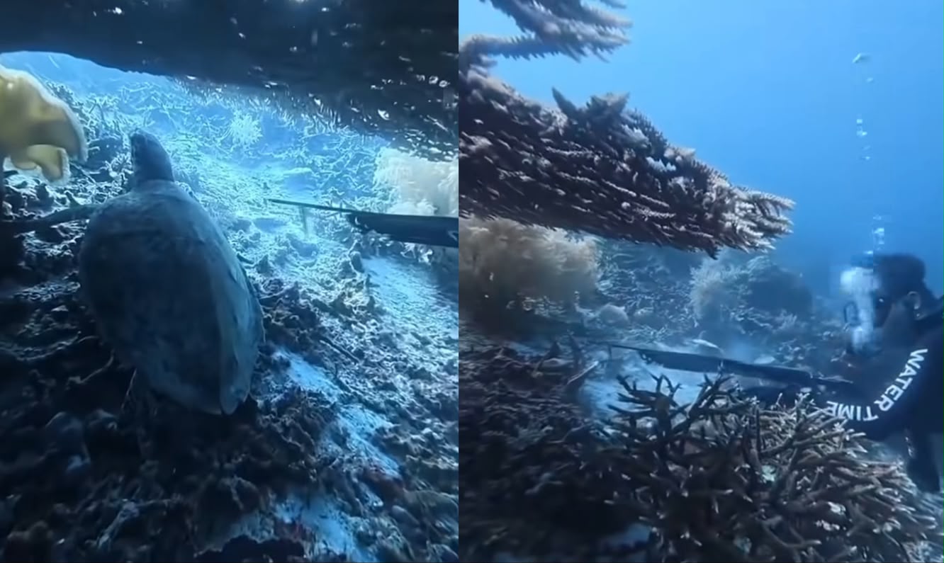Viral WNA China Diduga Tombak Penyu di Raja Ampat, Kemenpar Minta Semua Pihak Diusut