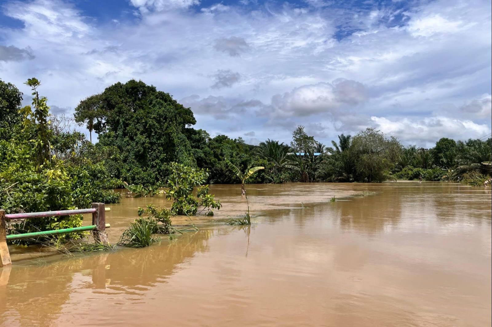 Banjir di Berau Berdampak Serius pada Sektor Perkebunan Kakao
