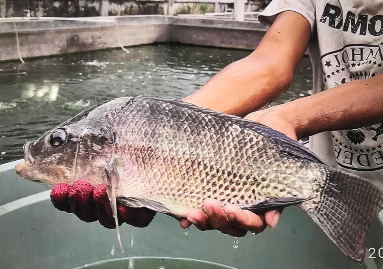 Uji Coba Budidaya Tambak Ikan Nila Salin di Balikpapan, Pemprov Kaltim Gandeng Para Pemilik Lahan