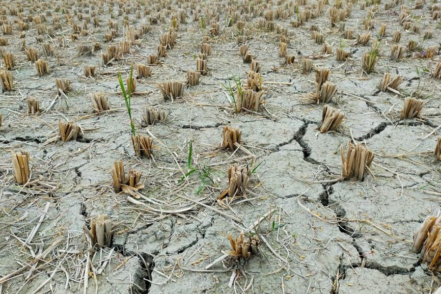 PBB Ungkap Dampak El Nino 2026-2027, 49 Juta Orang Terancam Krisis Pangan