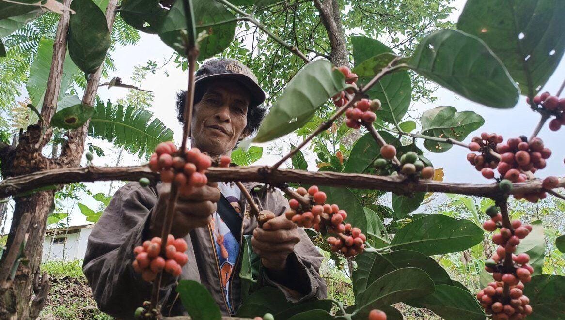 Permintaan Kopi Lokal Berau Meningkat, Namun Produksi Masih Terbatas