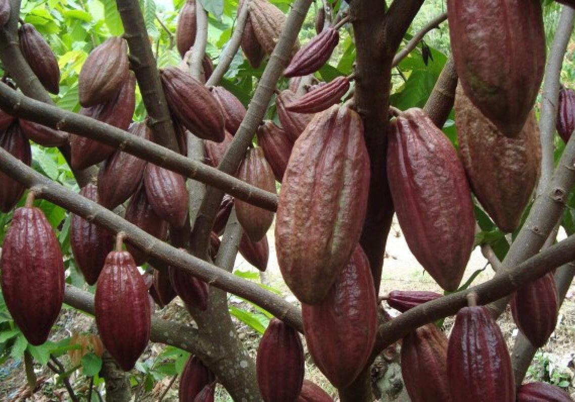 Punya Komoditas Kakao Unggulan, Pemkab Mahulu Pikirkan Bangun Industri Cokelat Rumahan  
