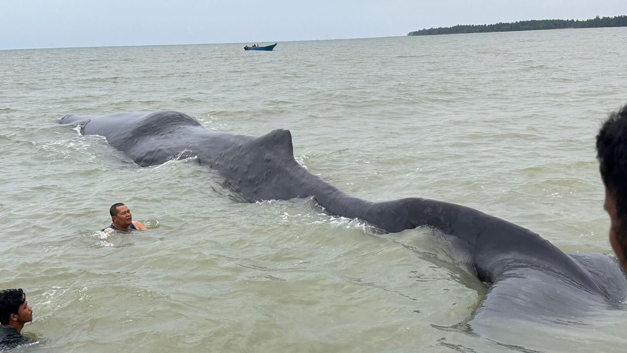 Kronologi Paus Sperma Terdampar di Perairan Balikpapan, Berat Diperkirakan 40 Ton