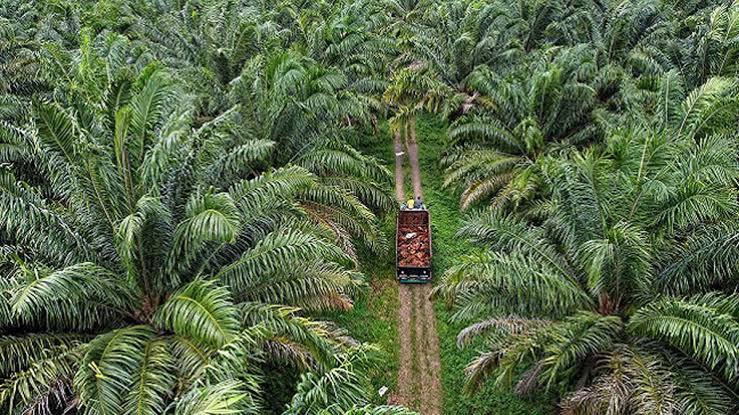 Komunitas Adat Kutai Lawas Sumping Layang Kedang Ipil Perjuangkan Ruang Hidup dari Ekspansi Sawit