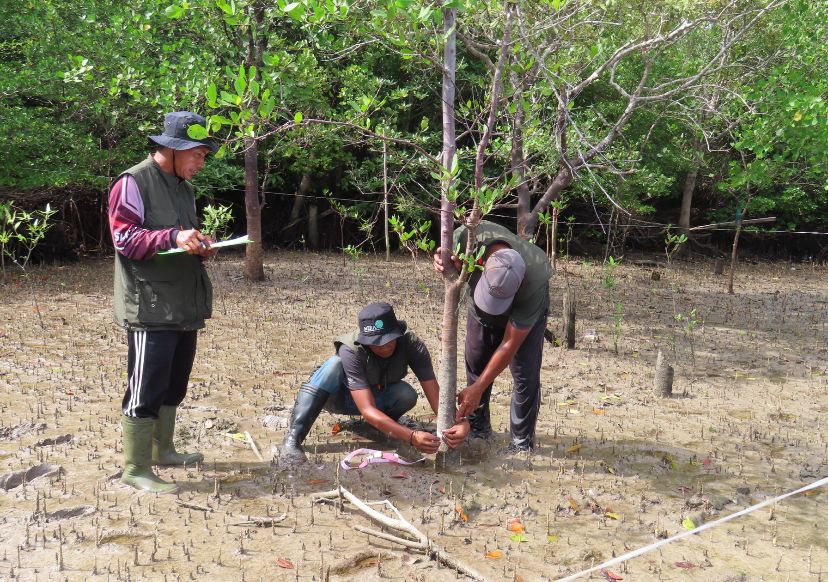 Pentingnya Melakukan Perlindungan Mangrove Berbasis Masyarakat