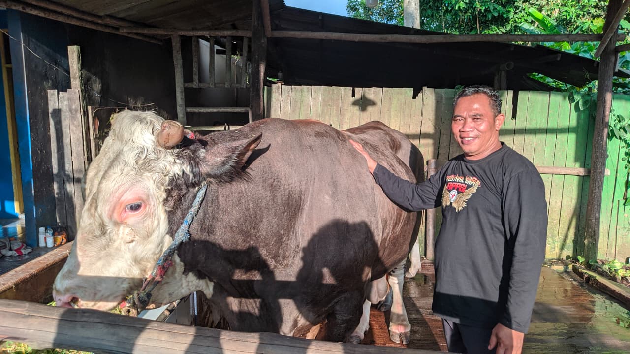 Kisah Si Bejo, Sapi Jumbo Pilihan Kurban Presiden Prabowo di Samarinda