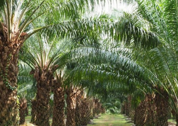 Disbun Kukar Serahkan Sertifikat STBD kepada 352 Pekebun Sawit Rakyat 