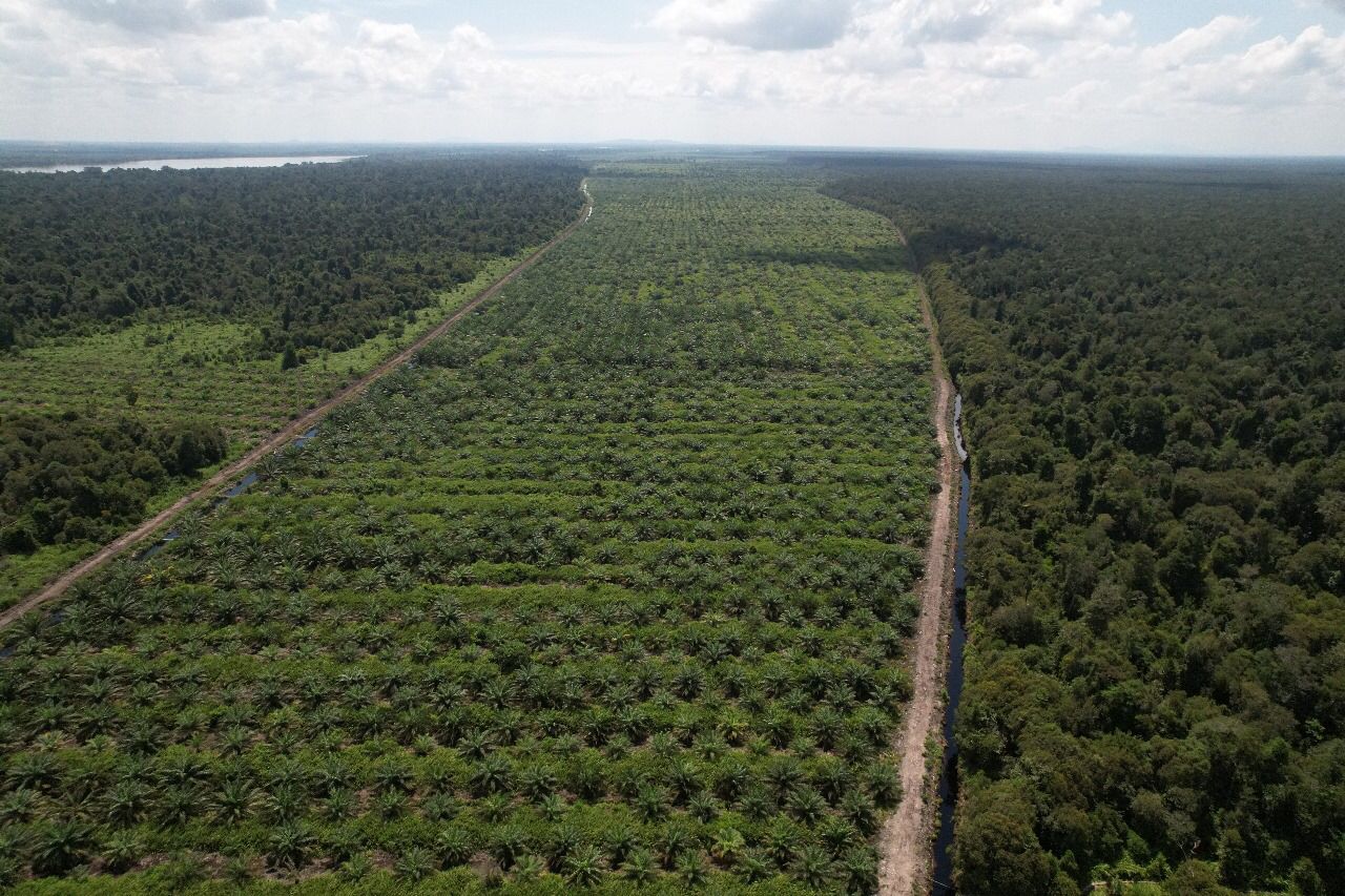  Restorasi Lahan Gambut di Perkebunan Kelapa Sawit Bisa Turunkan Emisi