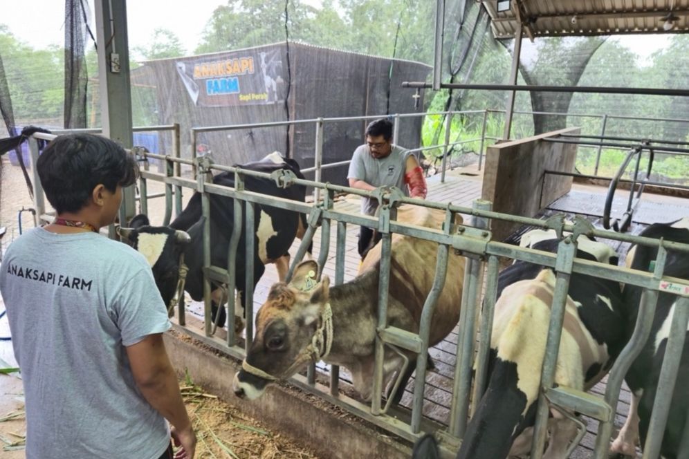 BRI Peduli Tingkatkan Kapasitas Peternak Sapi Perah di Malang Lewat Program Klaster Unggulan