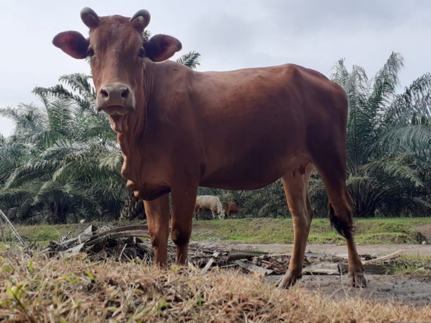 Kejar Swasembada Daging, Pemkab Kutim Targetkan 100 Pedet Sapi lewat Program Sikomandan