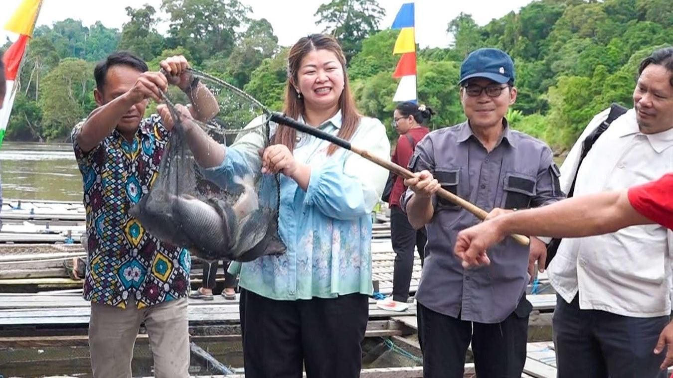 88 Keramba Beroperasi, Panen Perdana KJA Mamahak Ulu Tunjukkan Hasil Menjanjikan