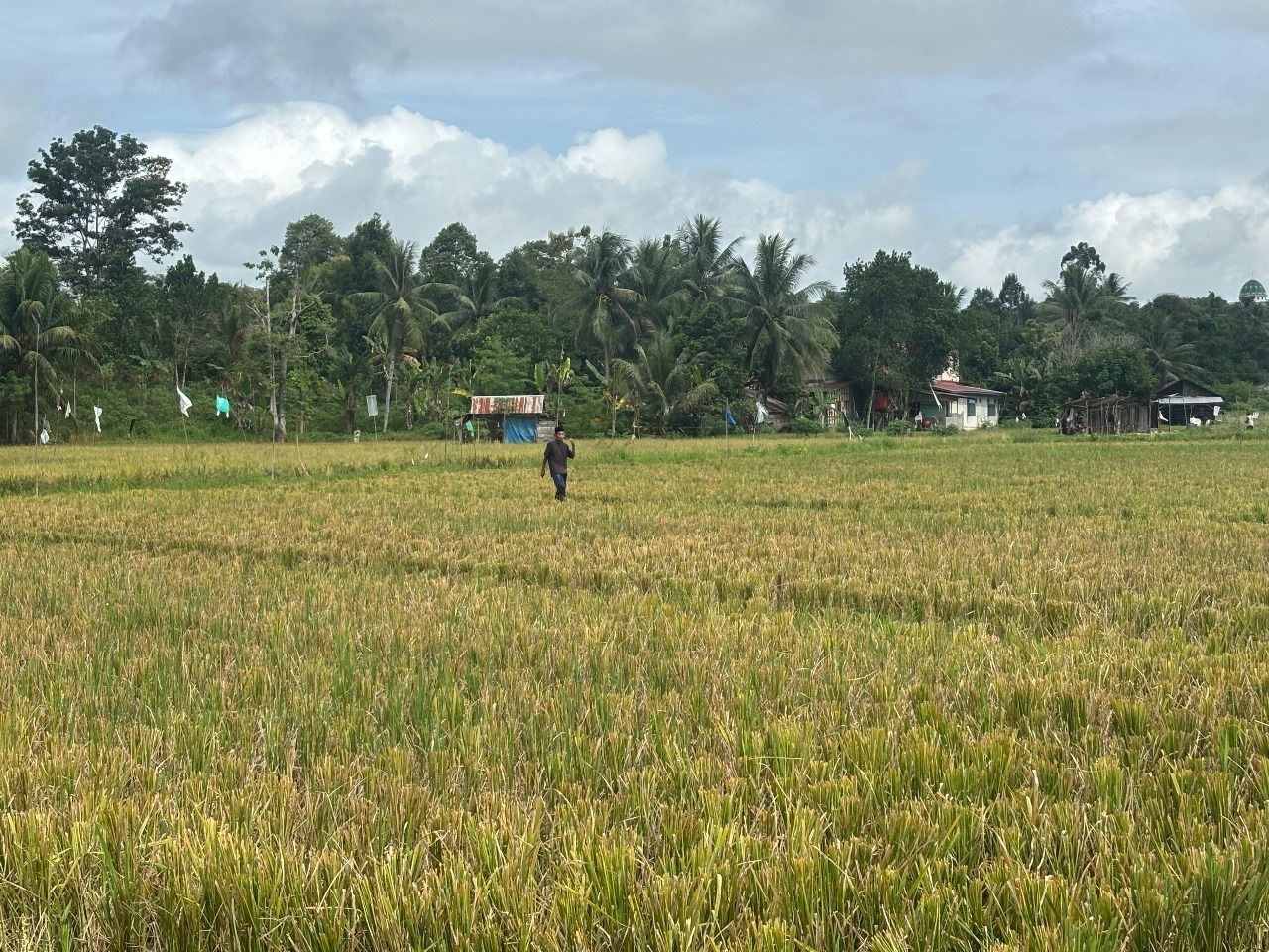 Pemprov Kaltim Optimisitis Swasembada Pangan 2026