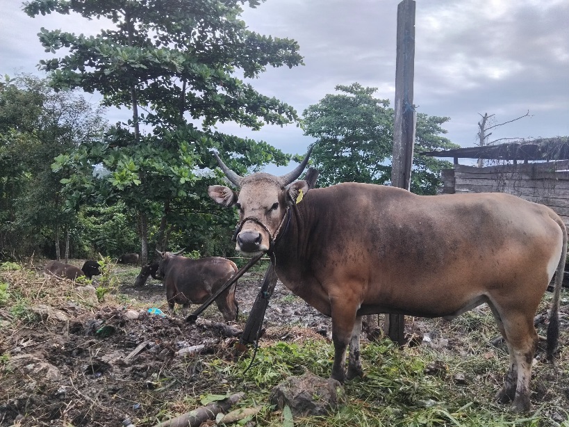 Sebanyak 3.500 Hewan Kurban Masuk Balikpapan, DKP3 Antisipasi Penyebaran Penyakit Ternak