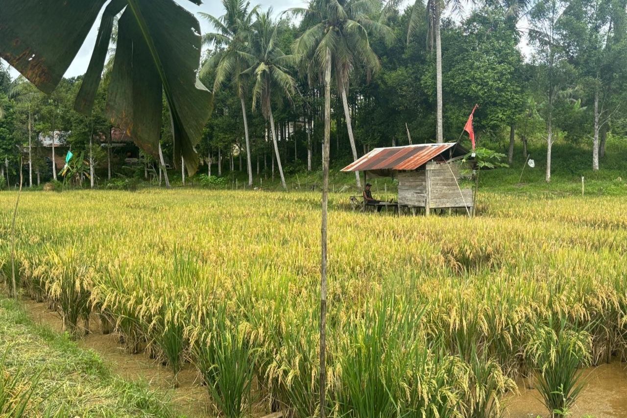 Lahan Pertanian di Kukar Diserang Hama, Bantuan dari Pemerintah Terkendala Aturan