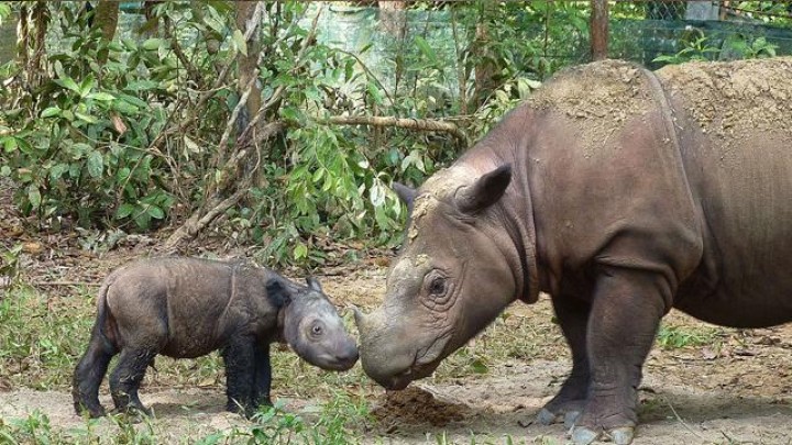  Siap Berkontribusi Selamatkan Habitat Badak Kalimantan, Ini Langkah yang Dilakukan Pemkab Kubar