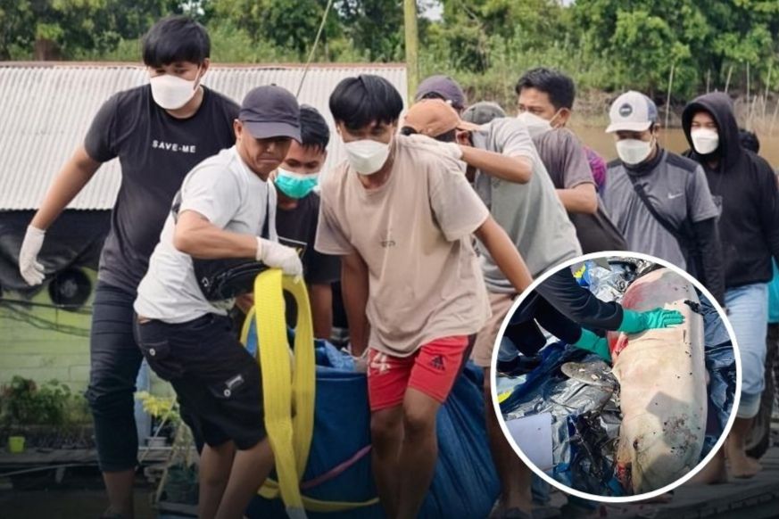 Pesut Mahakam Jantan Ditemukan Mati di Muara Wis Kutai Kartanegara, Penyebab Kematian Upin Masih Diteliti