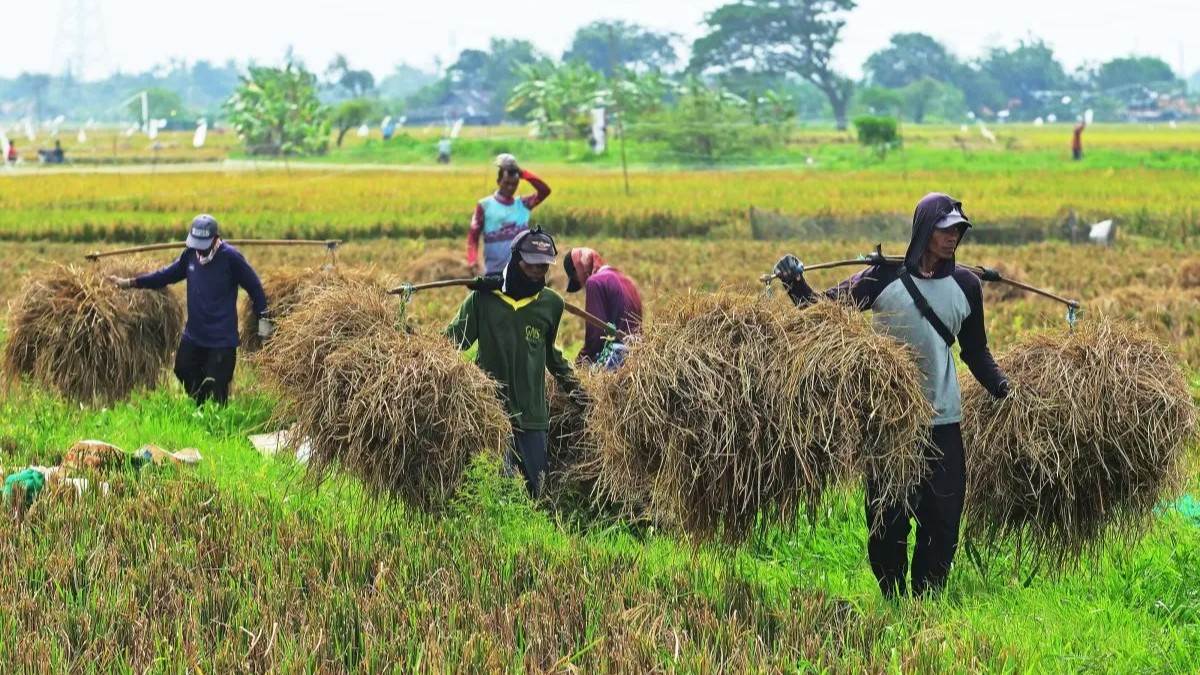 Ekonom: Kelas Menengah-Bawah Paling Terdampak Penerapan PPN 12 Persen 