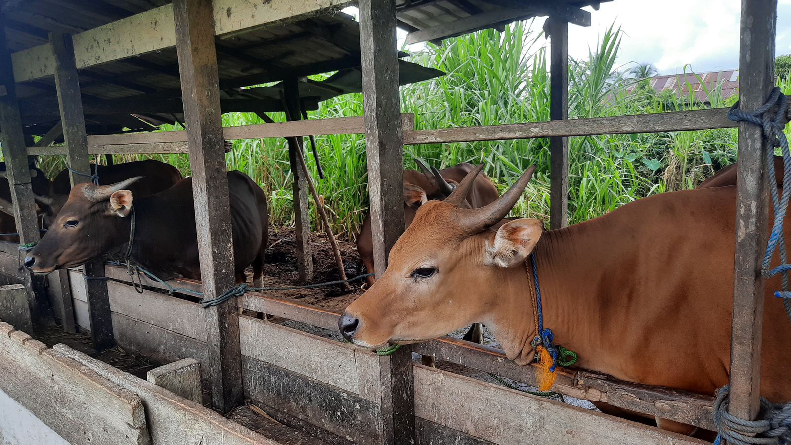 Puluhan Ekor Sapi di Paser Terpapar Virus LSD, 4.800 Dosis Vaksin Disiapkan