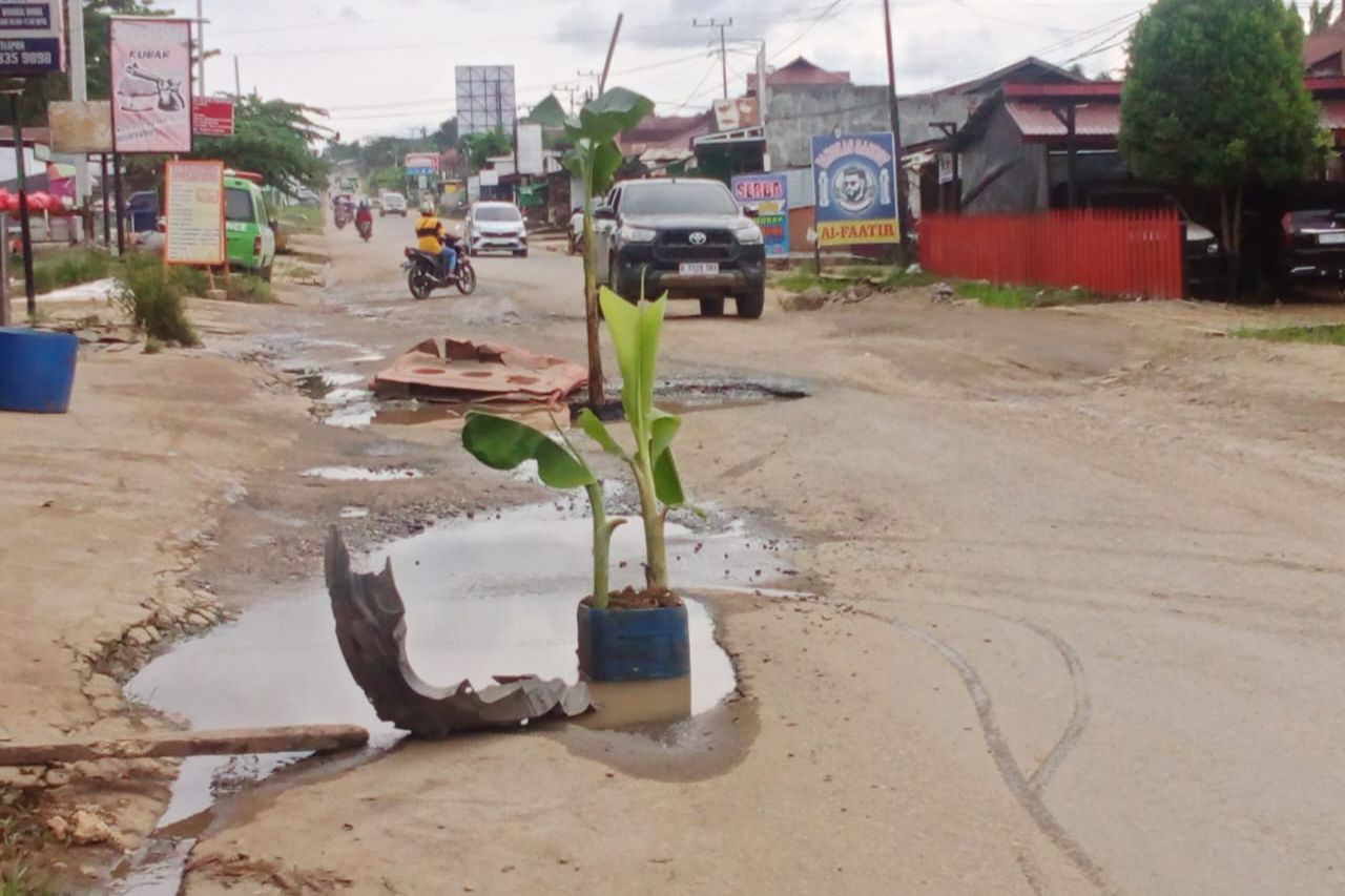 Kesal Tak Kunjung Ditangani, Warga Tanam Pohon Pisang di Tengah Jalan Nasional yang Rusak