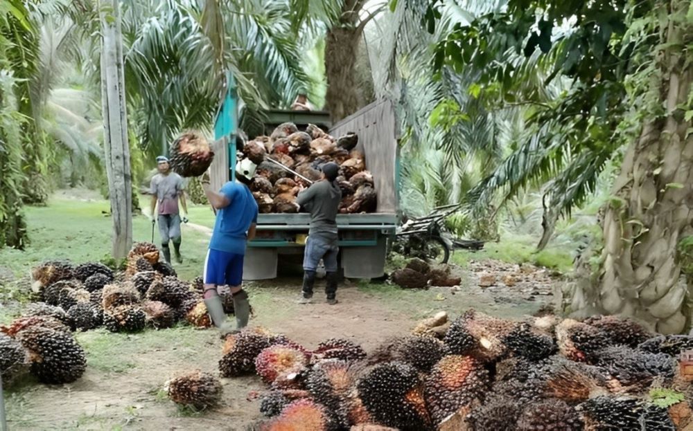 Upaya Perusahaan Kelapa Sawit di Kutim Sejahterakan Pekerja  