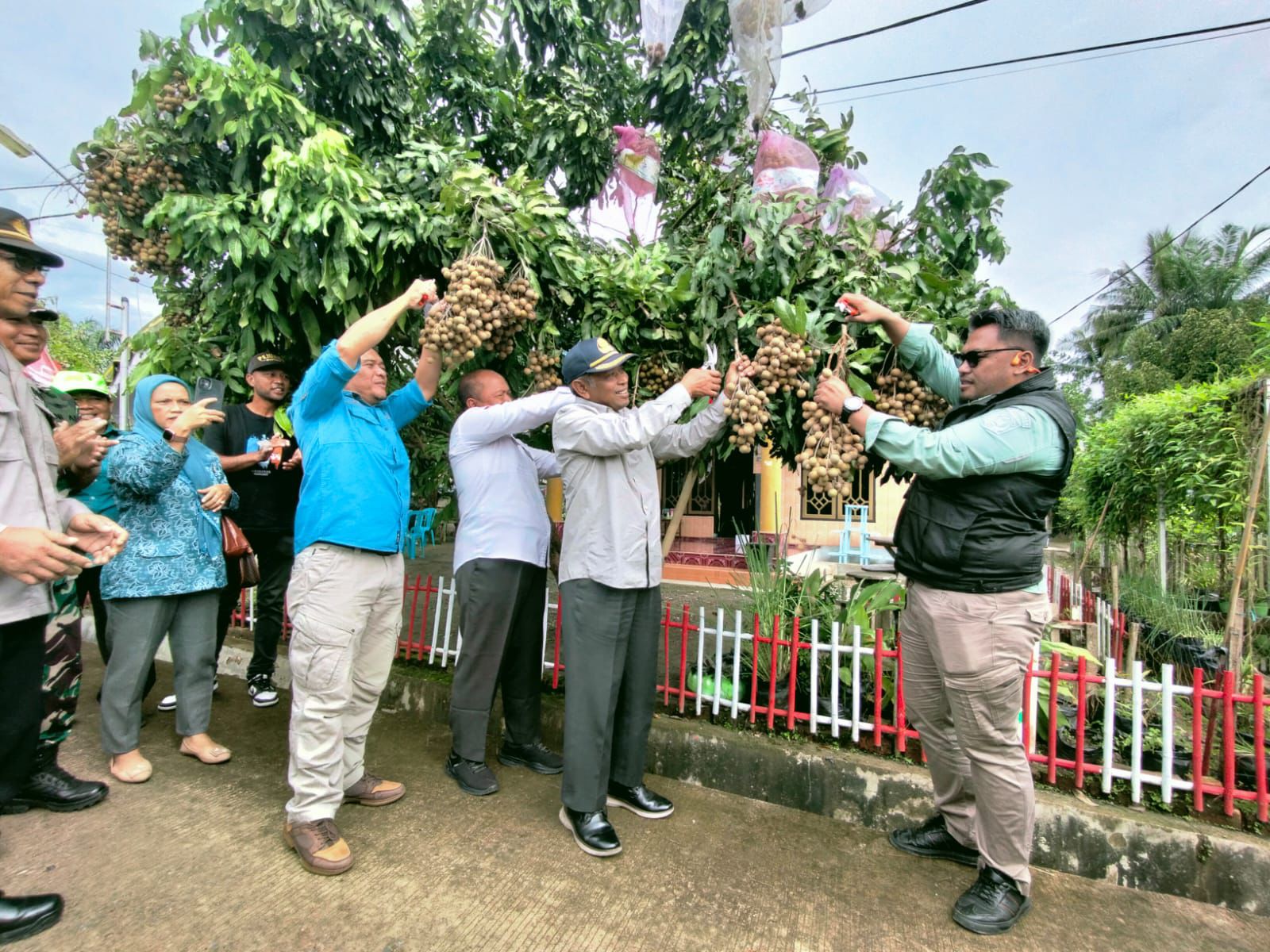 Program Paser Berbuah Komoditas Lengkeng Hasilkan 1,219 Ton saat Panen Perdana