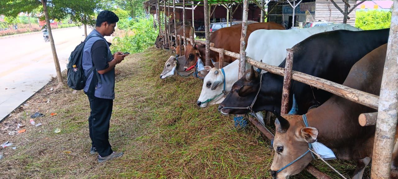 Cegah Penyakit Hewan Menular, DTPHP Berau Gencarkan Sosialisasi 